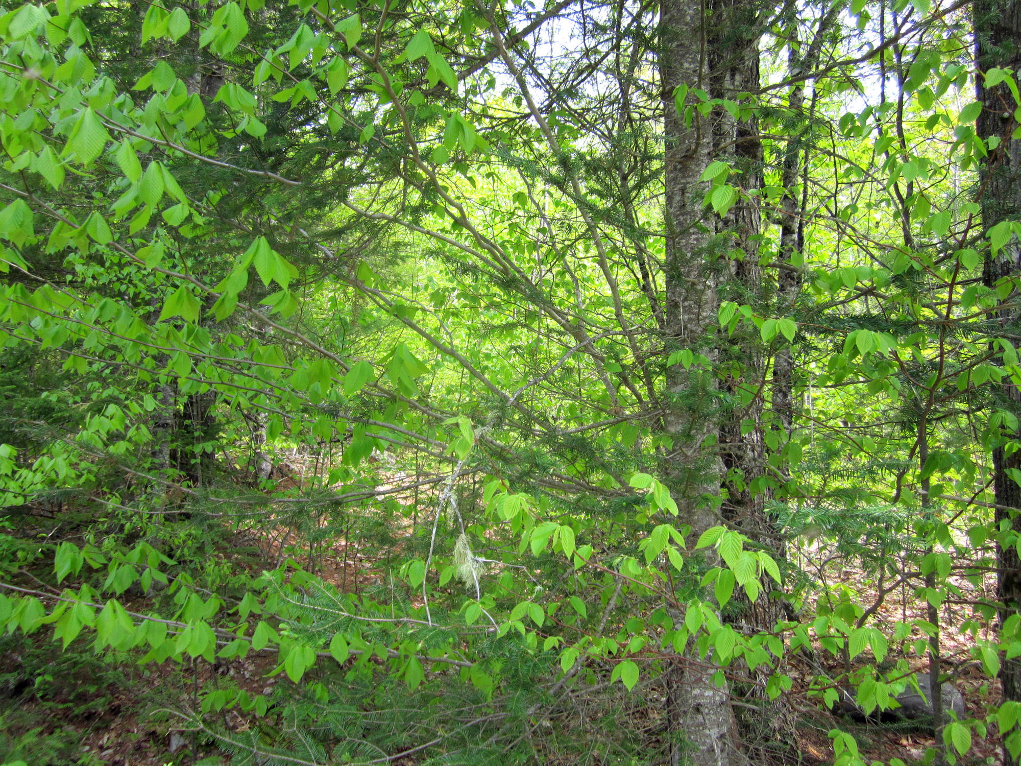 The Hudson Forest » Prentiss & Carlisle